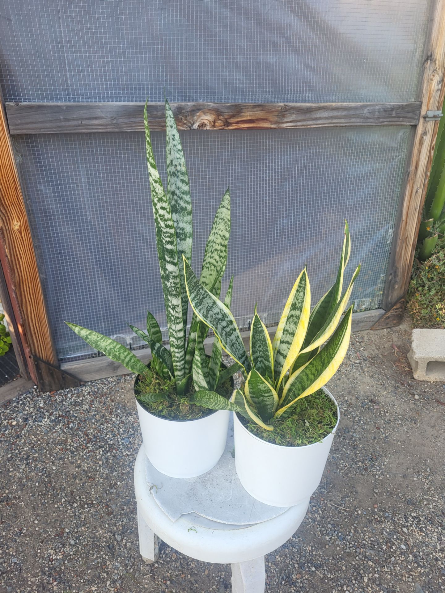 Snake Plant 8" Pot $15 each