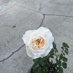 English Roses live plant 2 gallons DA rose Eugenie