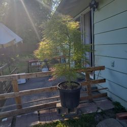 Maple Tree With Pot For sale
