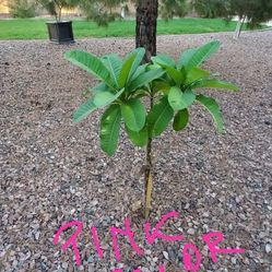 Pink Plumeria 4 Years Old 