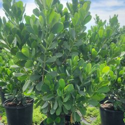 Spectacular Clusias Plants For Inmediate Privacy!!! 5-6 Feet Tall!!! Fertilized 