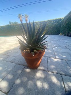 GASTERALOE FLOW PLANT