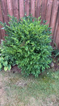 2 Dwarf Mature Lilac Bushes/ Purple Flowers