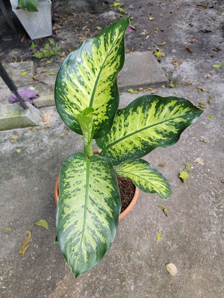 Dieffenbachia Plant