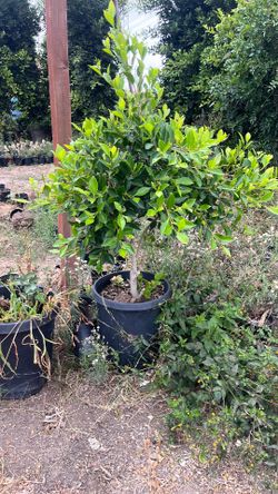 Ficus microcarpa