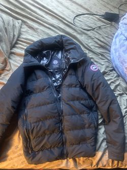 Canada goose