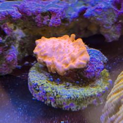 Fake Coral Decoration: Montipora Setosa
