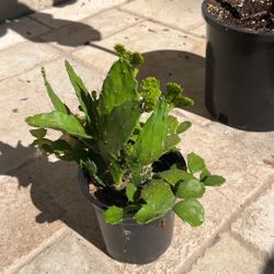 Plant Cactus