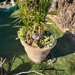 Big Plant 