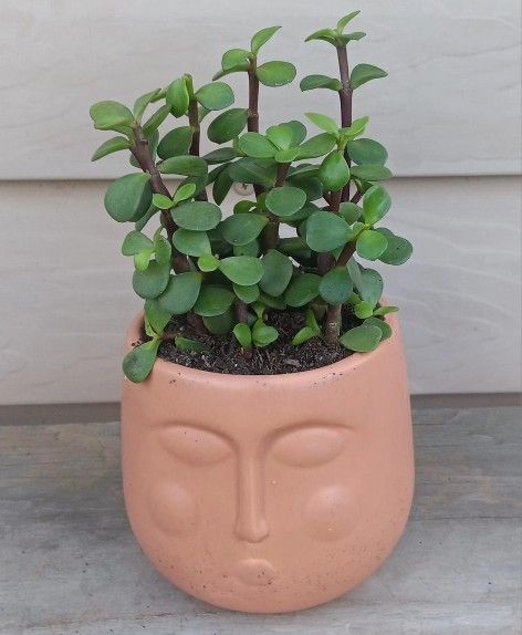 Elephant Bush Succulent Plant 🪴 