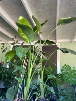 Bird of paradise plant