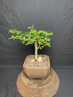 Elm Bonsai Tree In Brown Yixing Zisha Pot($60)