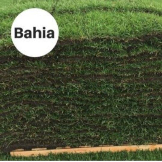 Bahia sod..300 per pallet delivered & installed for Sale in Oakland