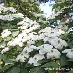Aurora Dogwood Tree