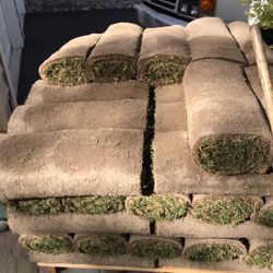 Fresh Sod Grass 