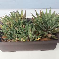 Aloe Plants In 10 Inch Pot