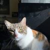 Gabby