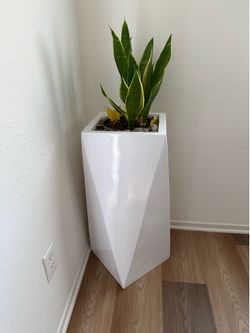 Tall vases with plants