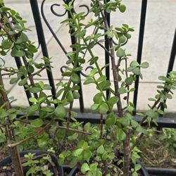Elephant Jade Plants 