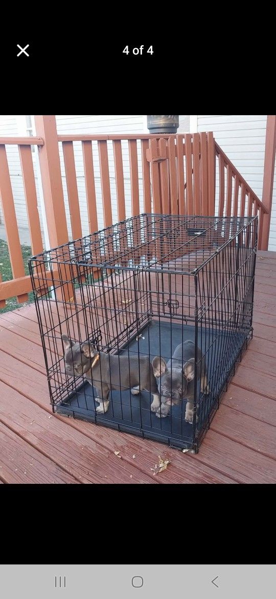 MED DOG CAGE
