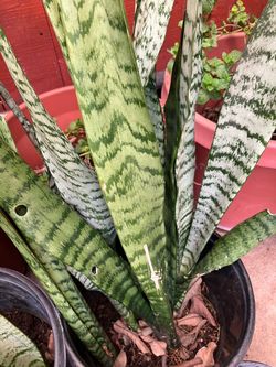 Snake plant big