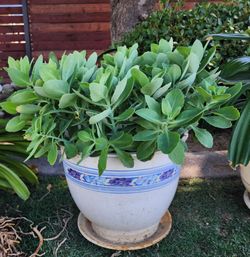 Sedum ( Autumn joy ) in large decorative pot