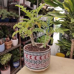 Pelargonium Ardens Succulent