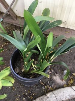 CLIVIA  PLANTS