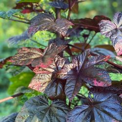 Salad Tree Perinneal Vegetables Plant 🪴 3gal 