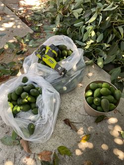 Fresh AVOCADOS 🥑😬