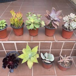 Different type Succulents