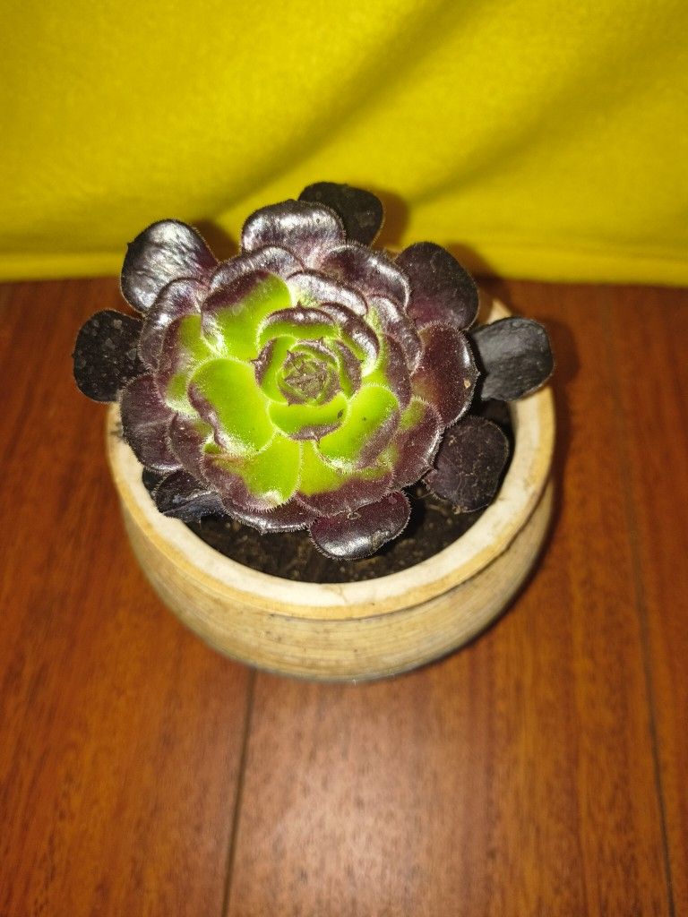 Succulent $7