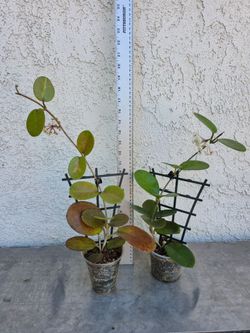 Reverted Hoya Lisa plants