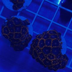 Coral magnet Decoration