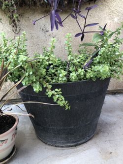 Large potted succulent