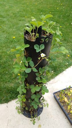 Strawberry plant 34 pieces with flowers and strawberries