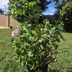 Malva/ jeranio Plant