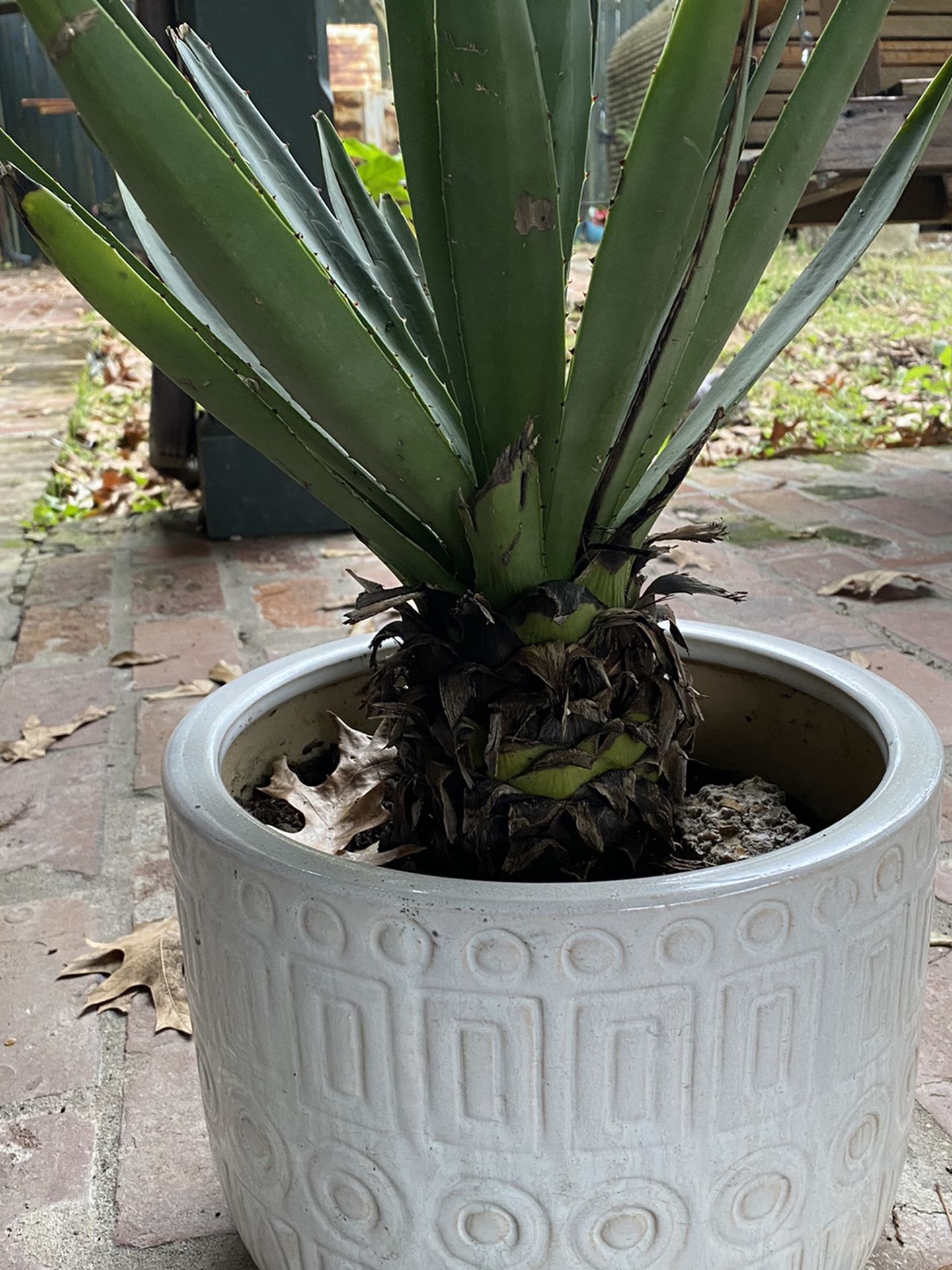 Agave Plant In White Tribal Pot