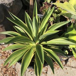 Agave Variegated 25$