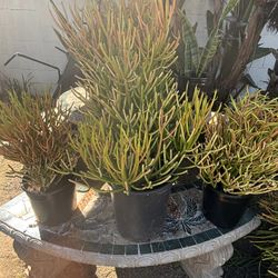 Fire Stick Succulents Gardening