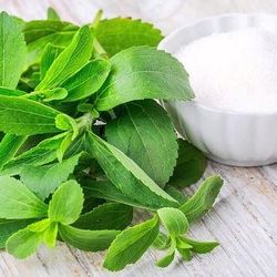 Stevia plant 🪴 in 1gal plantas  de estevia