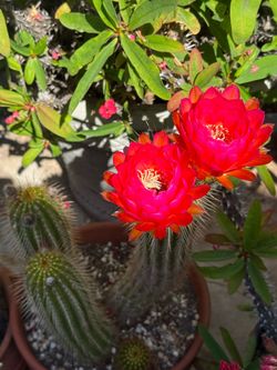 Flowering cactus