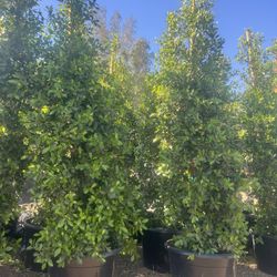 25 Gallon Ficus Nitida Privacy