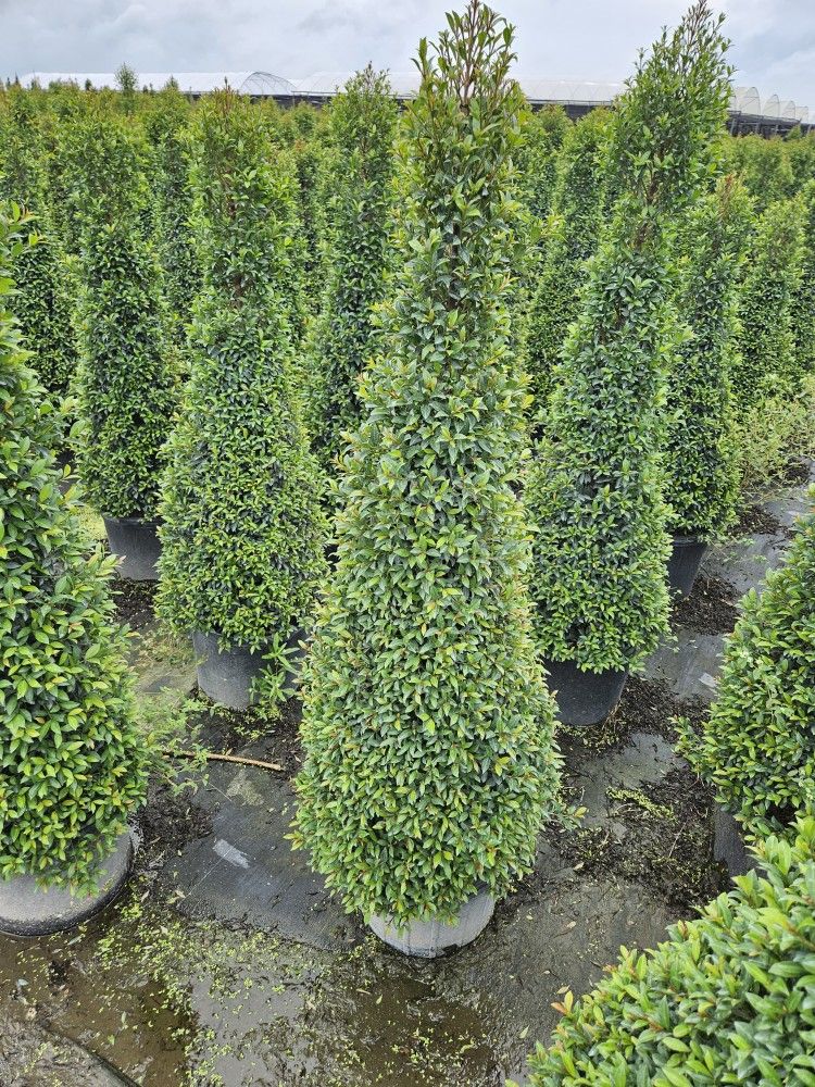 topiary cones spira balls pompom al sizes available staring $25 ask for prices