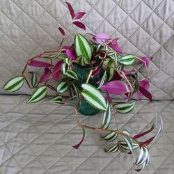 Tradescantia Zebrina Wandering Plant Cuttings