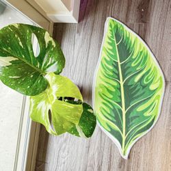 Monstera Plus Rack $65