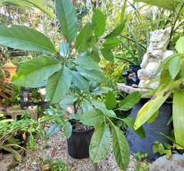 Umbrella Tree Houseplant