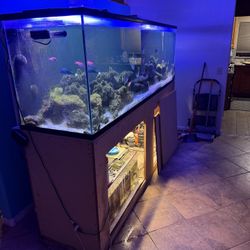 Big Salt Water Fish Tank 