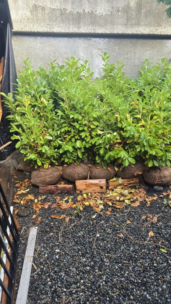 English Laurel de 4ft