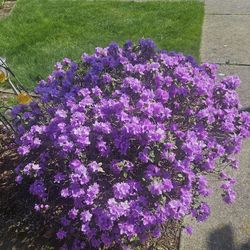 Garden Plant Hybrid Rhododendron and Camellia,  Evergreen, 8 years, From Ground , 3 feet